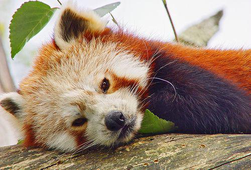 Panda rosie, Foto: Flickr