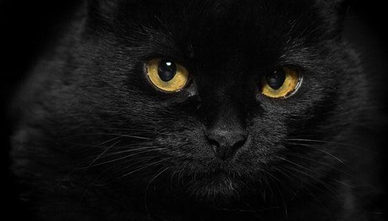 Ziua gri, pisica neagra, Foto: PhotoExpress