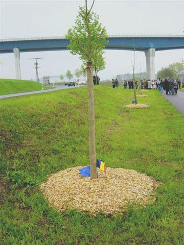 Frasin romanesc plantat la Schengen, Foto: Hotnews