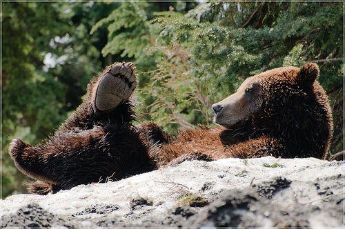 Un grizzly lenevind la soare, Foto: Flickr