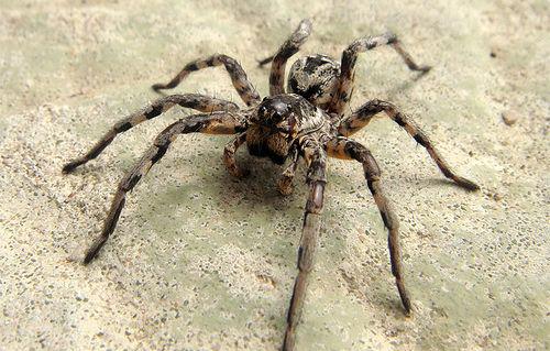 Tarantula, Foto: Flickr