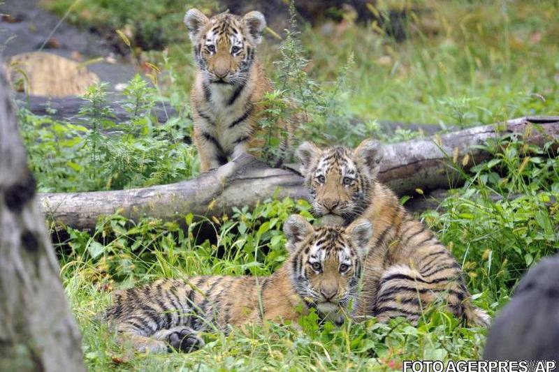 Tigri amur, Foto: Agerpres/AP