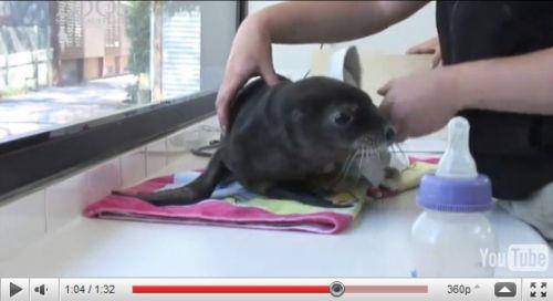 Pui de leu de mare, Foto: YouTube.com