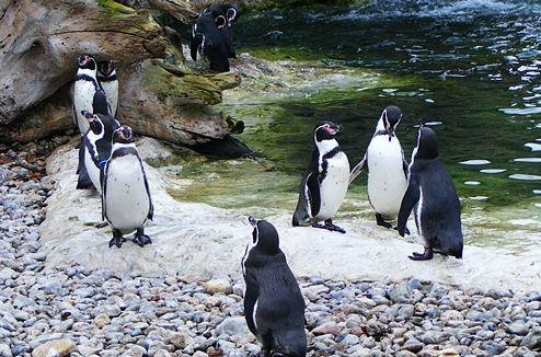 Tiergarten Schönbrunn, Foto: Arhiva personala