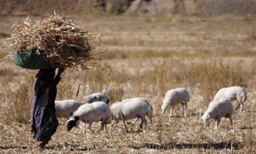 Zonele cele mai afectate , Foto: Reuters