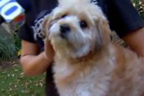 Bandit, catelul erou, Foto: Captura Msnbc.com