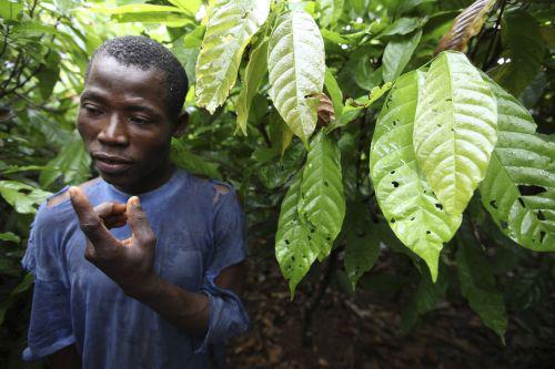 Plantatie de cacao, Foto: Reuters