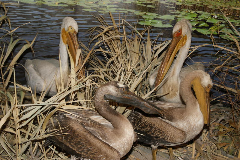 Tulcea, Foto: USER UPLOADED