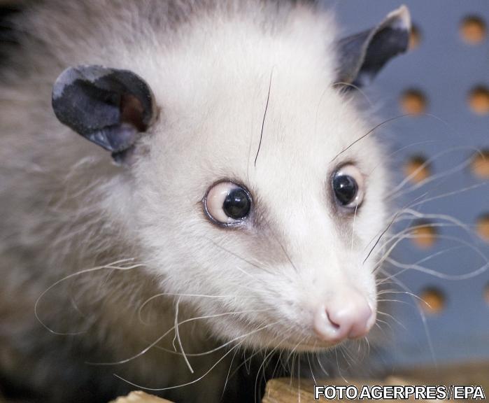 Heidi, oposumul sasiu, Foto: Agerpres