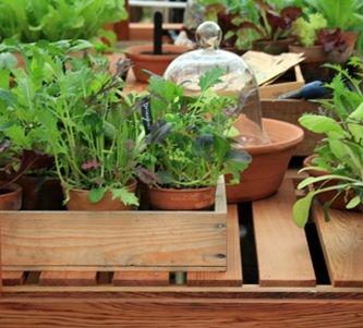 Gradinile de altadata, Foto: pursisimplu.net