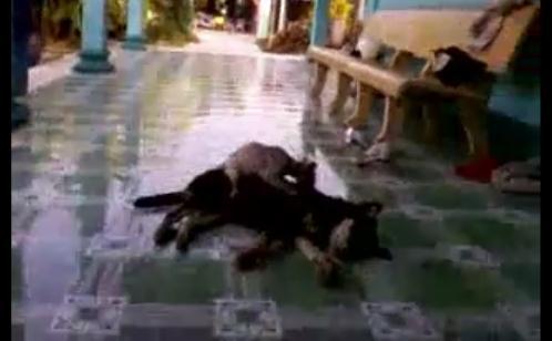 Un masaj neconventional, Foto: Captura 220.ro