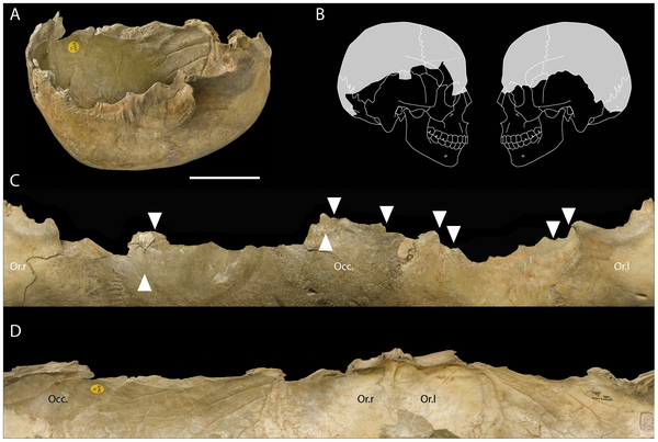 Craniile erau intens pregatite pentru ritualuri, Foto: www.plosone.org