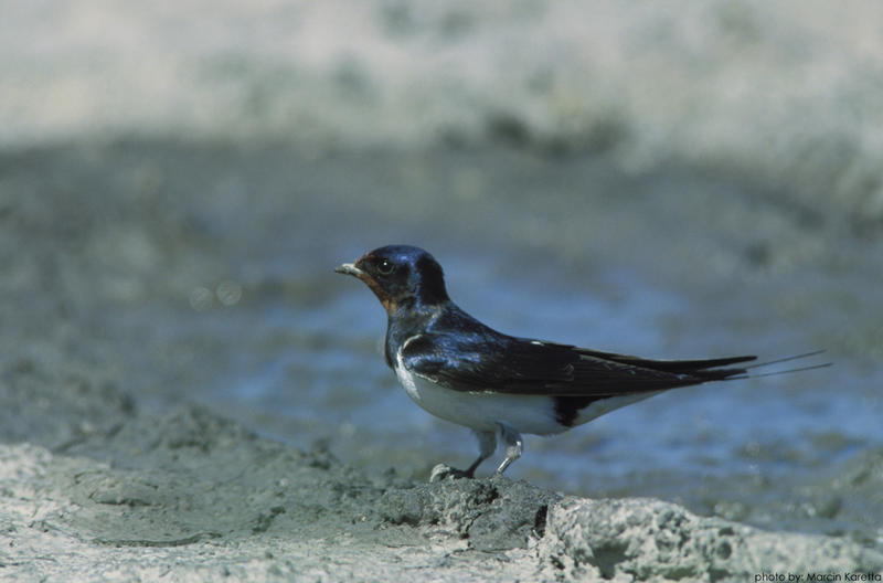 Randunica, Foto: Societatea Ornitologica Romana