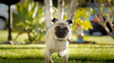 Mopsul din spotul Doritos, Foto: Captura YouTube