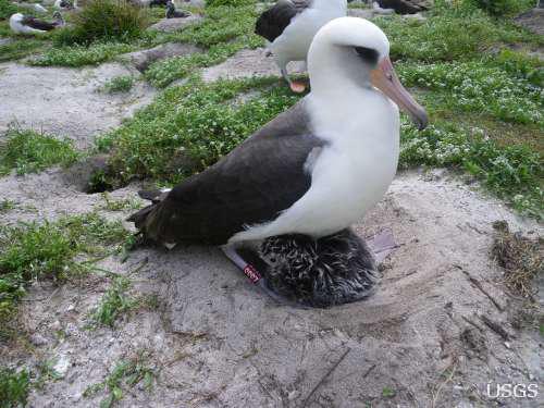 Albatrosul Wisdom, Foto: US Geological Survey