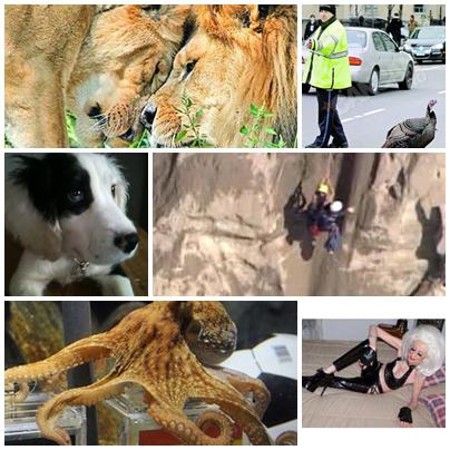 faze tari, Foto: Colaj foto