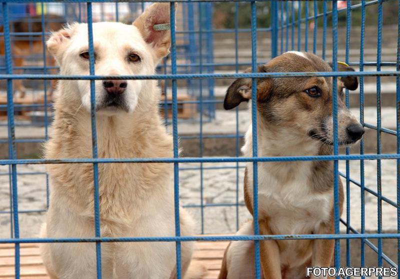 Cainii comunitari, o problema a Capitalei, Foto: Agerpres