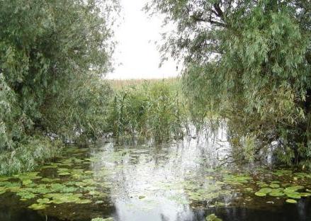 In Delta Dunarii, Foto: Agerpres