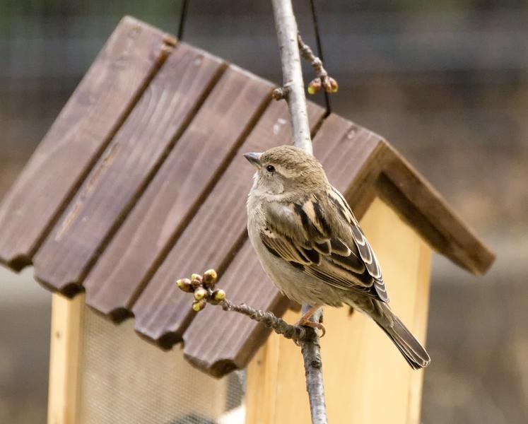 Vrabie de casa, Foto: Societatea Ornitologica Romana