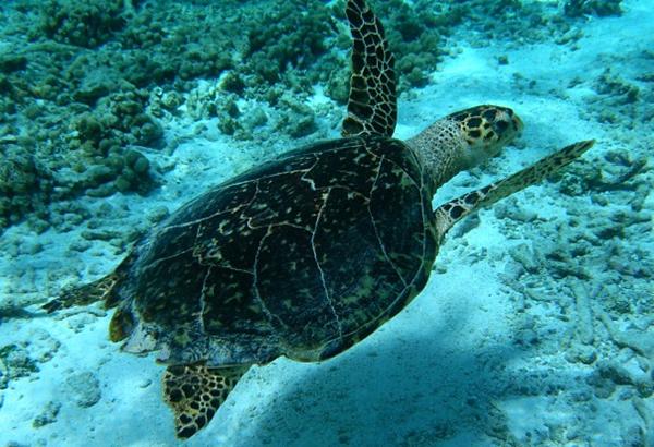 Insula Bonaire, Foto: pursisimplu.net