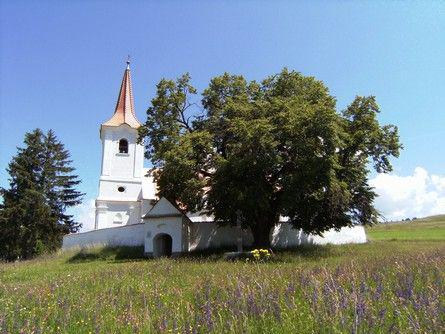 Teiul din Leliceni, Foto: European tree of the year