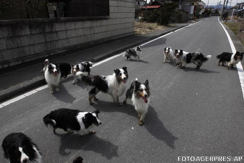 Cainii din Minamisoma, Foto: Agerpres