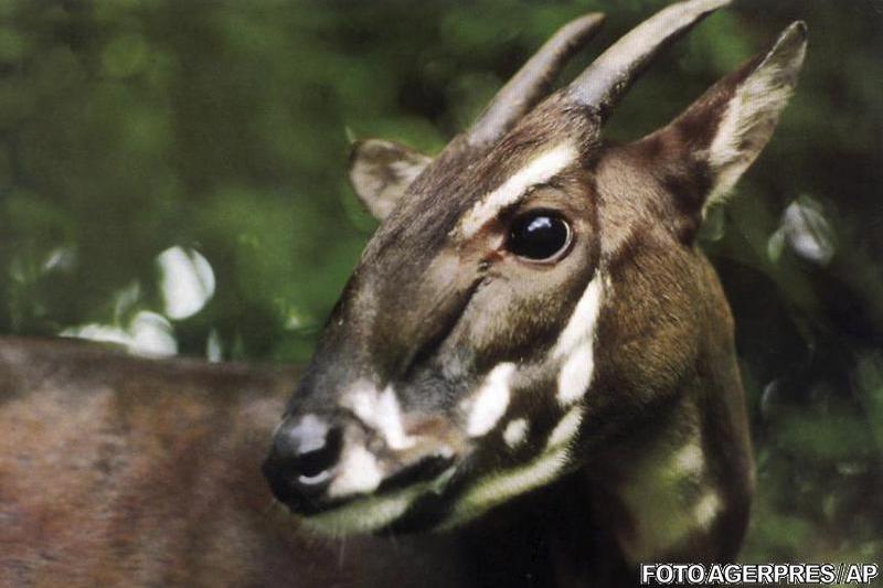 Saola, unicornul asiatic, Foto: Agerpres/AP