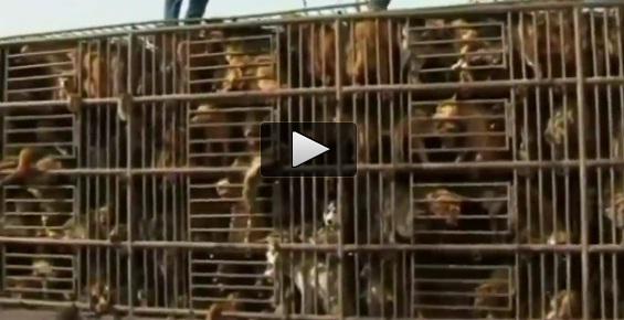 Carnea de caine, o delicatesa in China, Foto: Captura YouTube