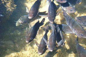 Peste, Foto: wikifood.ro