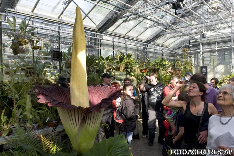 Titan arum, Foto: Agerpres/AP