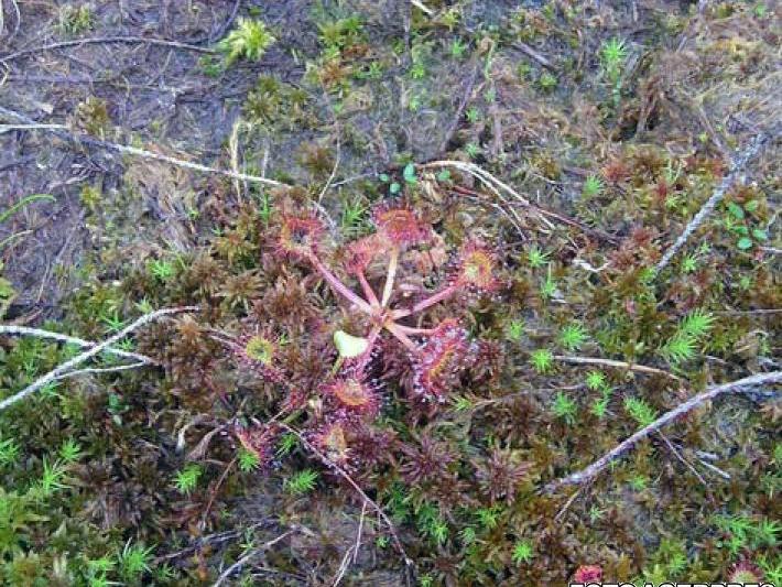 Plante carnivore din rezervatia Tinovul Mohos, judetul Harghita, Foto: Agerpres