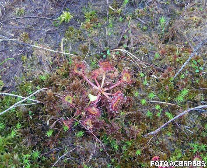 Plante carnivore din rezervatia Tinovul Mohos, judetul Harghita, Foto: Agerpres
