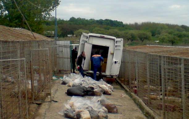 Cainii eutanasiati din Botosani, Foto: Stiri.botosani.ro