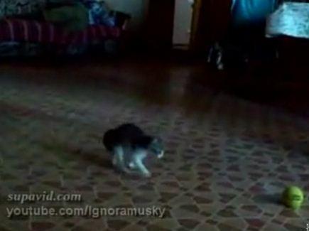 Pisica vs mingea diabolica, Foto: Captura Trilulilu