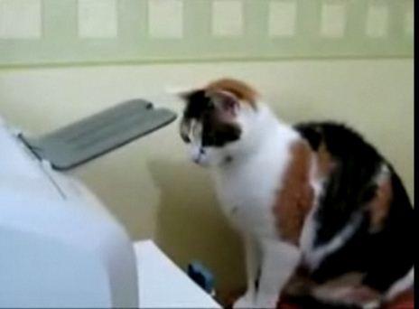 Pisica si imprimanta, Foto: Captura Trilulilu