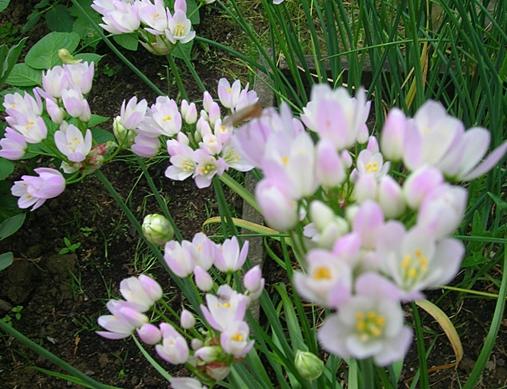 Allium, Foto: Arhiva personala