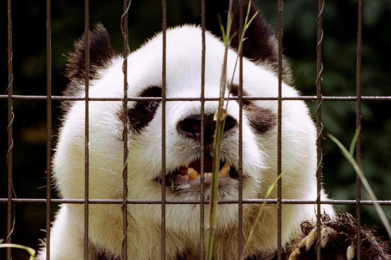 Ming Ming, Foto: Reuters