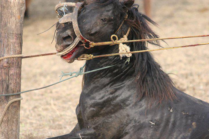cai 14, Foto: Fundatia Vier Pfoten
