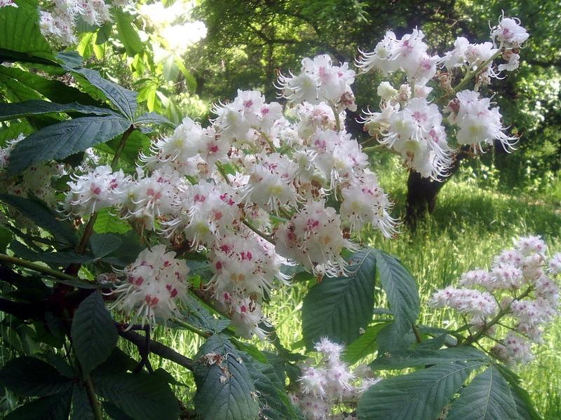 flori de castan, Foto: USER UPLOADED