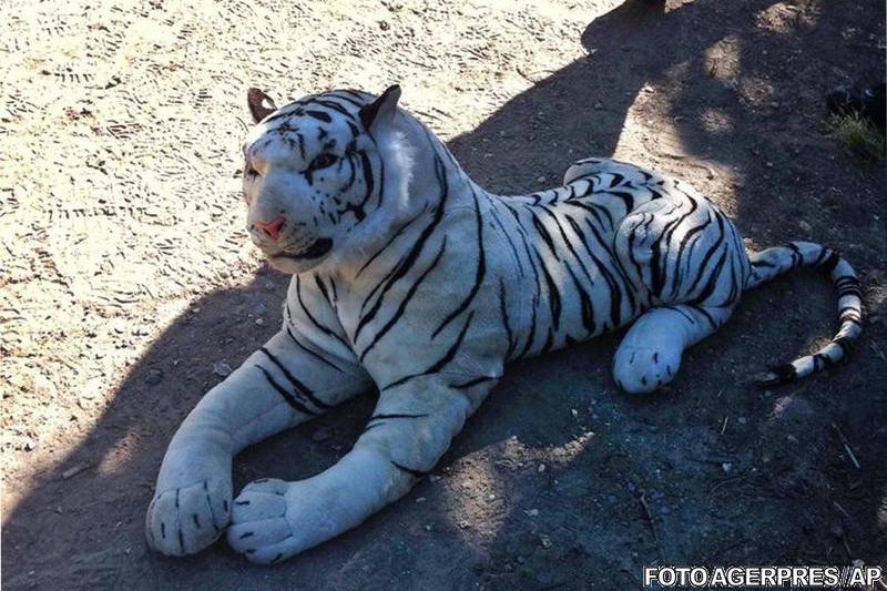 Animalul de jucarie, Foto: Agerpres