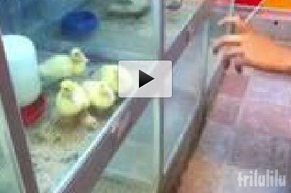 Ratuste uimite, Foto: Trilulilu