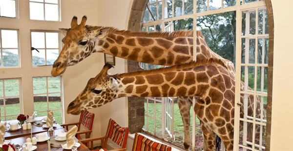 Giraffe Manor, Kenya, Foto: Tamimi