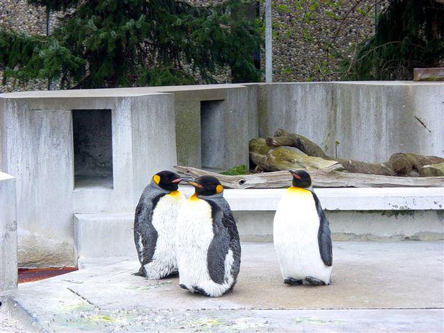 Pinguini la Zoo, Foto: Hotnews