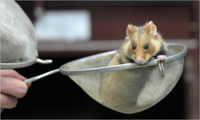 Marele hamster al Alsaciei, Foto: AFP