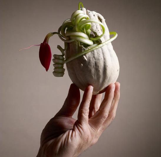 Dovlecel hibrid, Foto: Andreas Verheijen