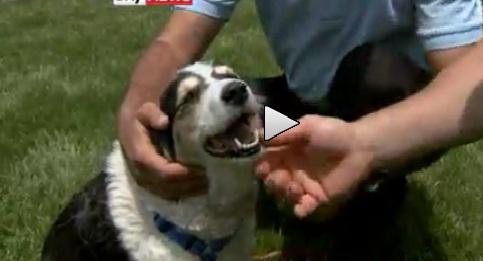 Star, un supravietuitor, Foto: Captura LiveLeak