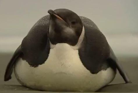 Pinguin imperial ratacit in Noua Zeelanda, Foto: Captura YouTube