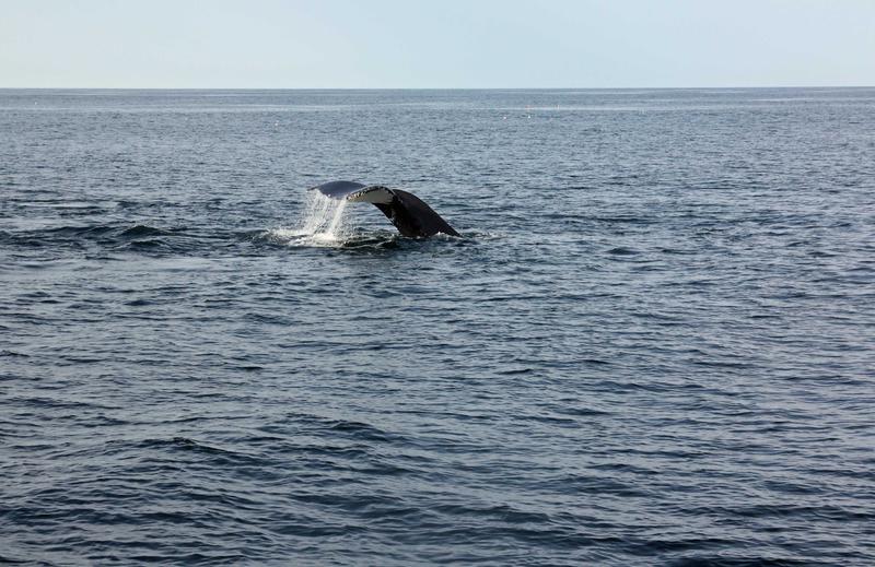 Familie de balene, Foto: USER UPLOADED