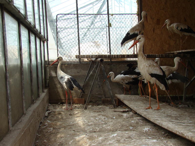 Barza Jack in rezervatie, Foto: Hotnews