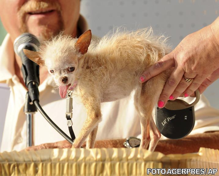 Yoda, cel mai urat caine din lume, Foto: Agerpres/AP